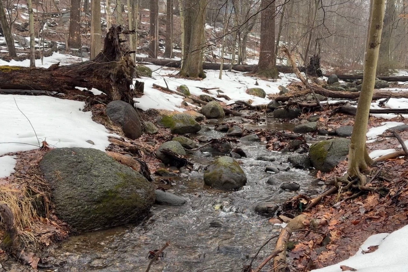 Spring rushing creek in Hillside Woods in Hastings on Hudson, NY