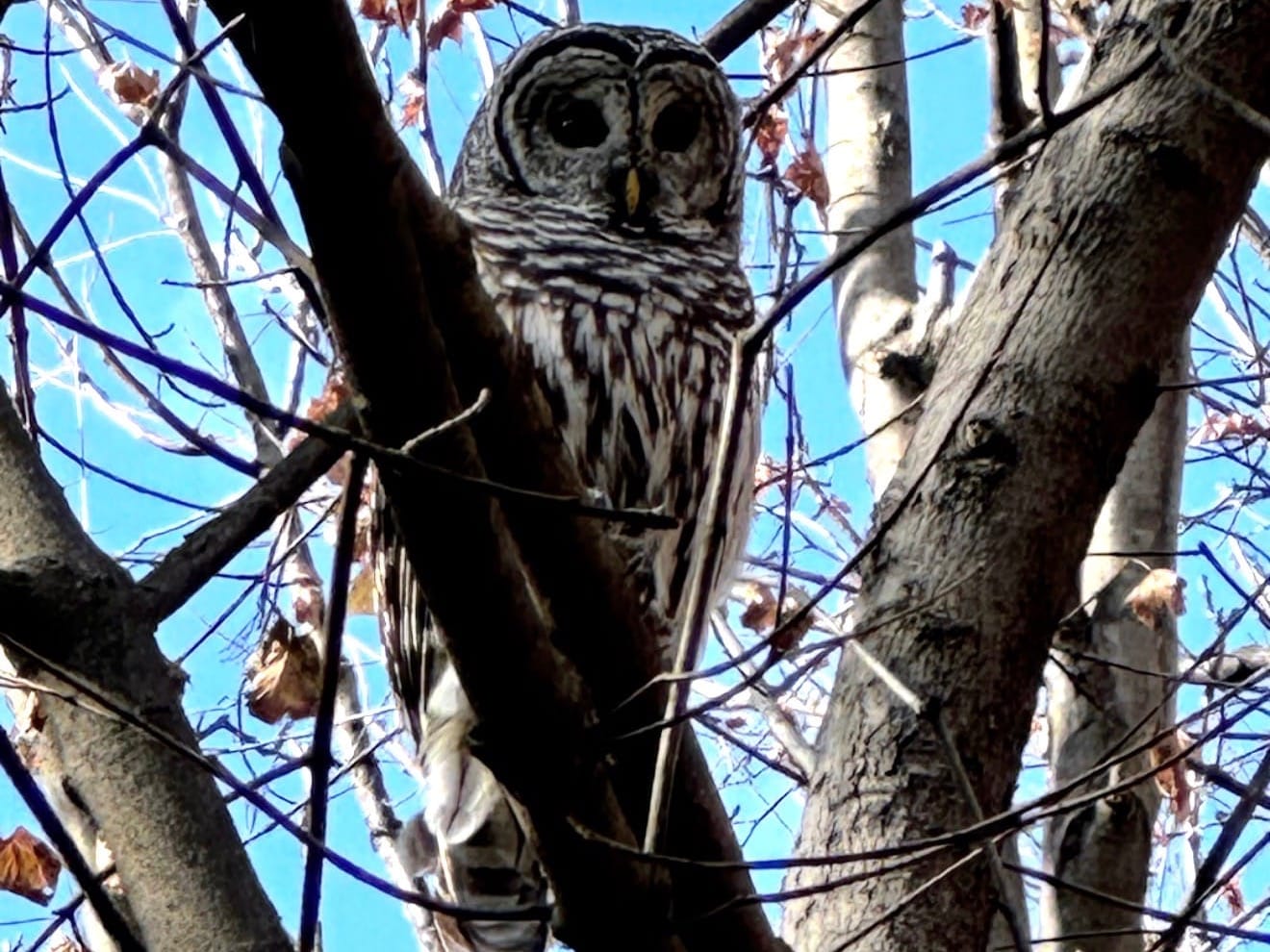 An owl sits high in a bare, winter tree, calling