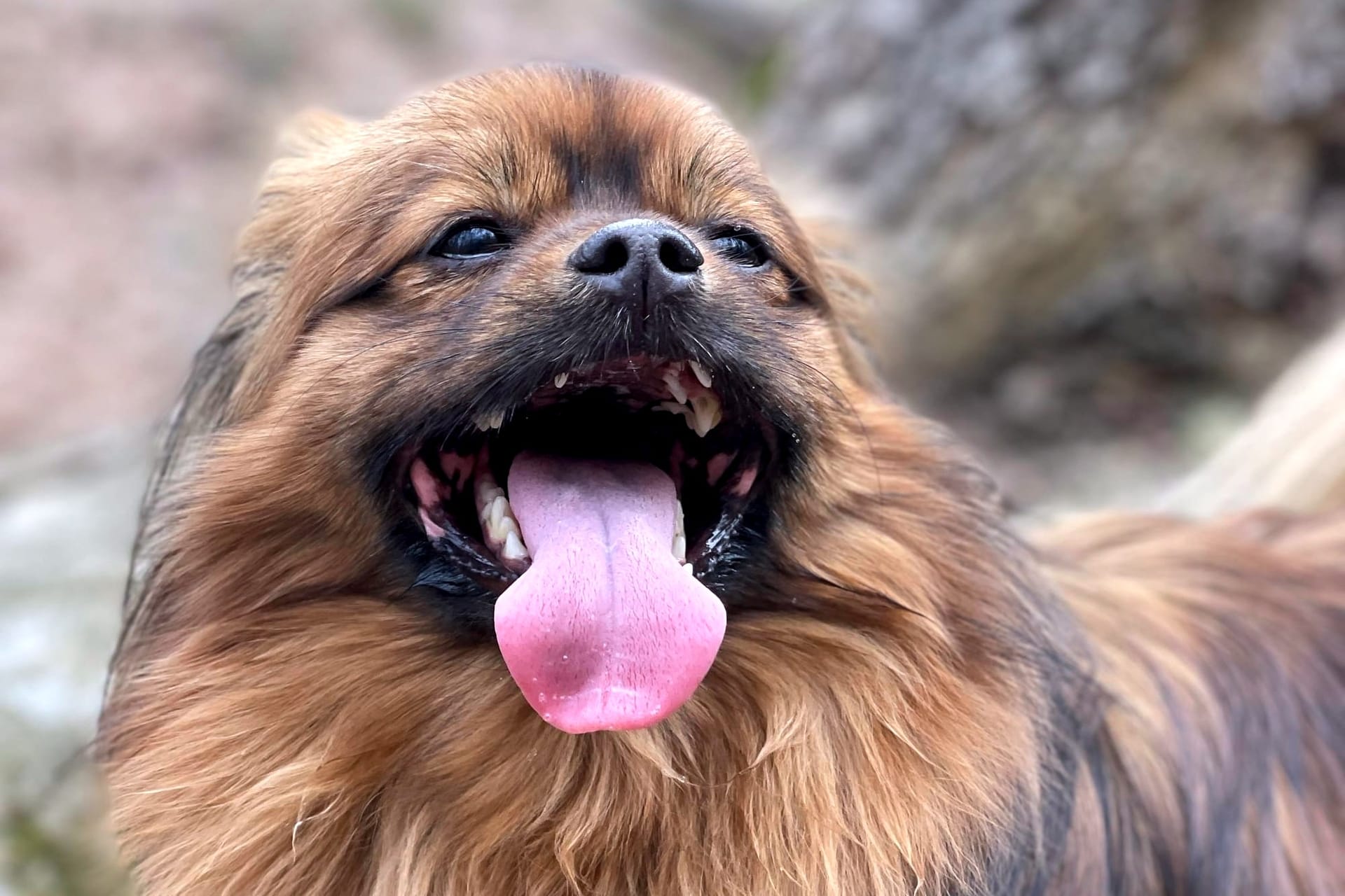 Huck, a brown Tibetan Spaniel on his morning woods walk. 