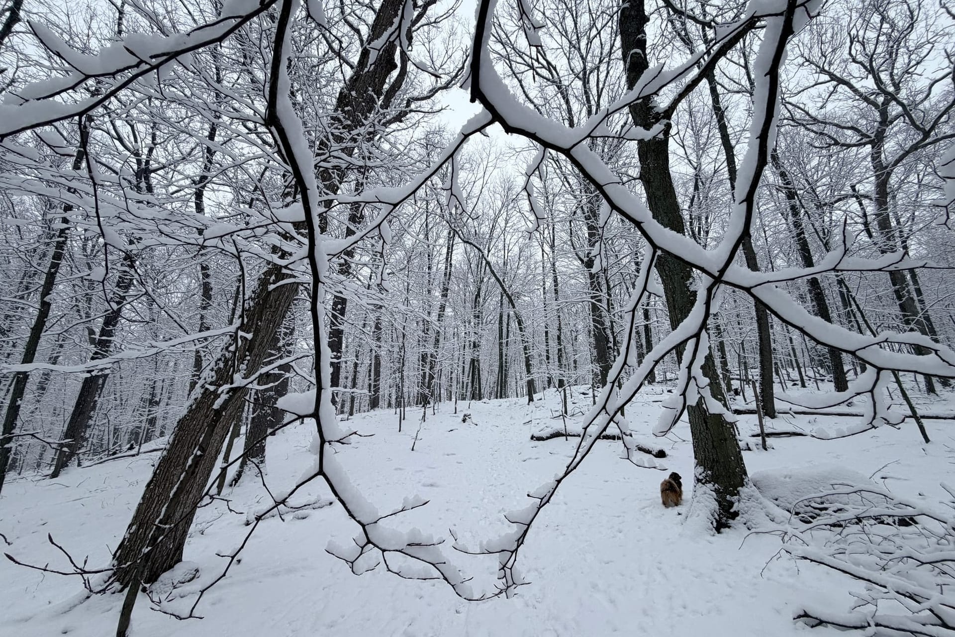A snowy woods seen through a portal of sorts made by small branches in the foreground